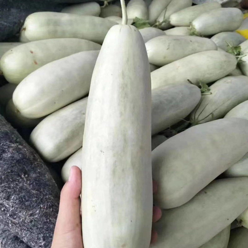 山东聊城博洋甜瓜基地，博洋61，博洋9货源充足稳定，欢迎选购