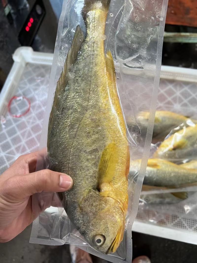 【推荐】天然活冻大黄花鱼，肉质鲜嫩，全国发货，诚信经营
