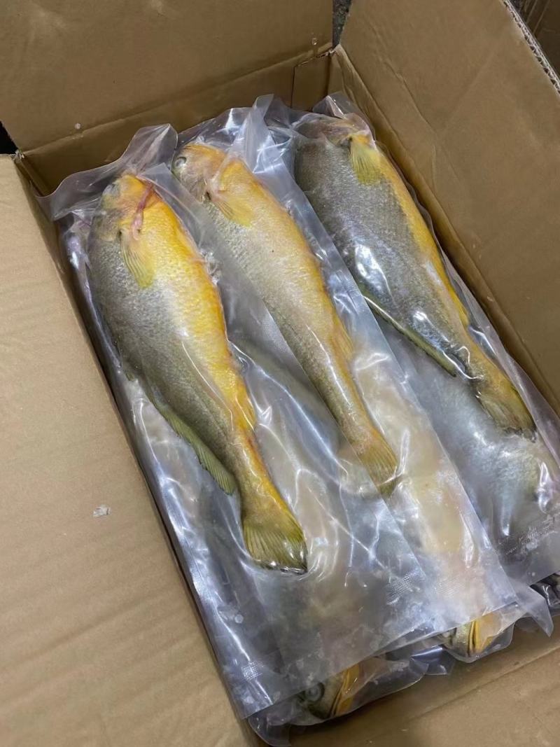 【推荐】天然活冻大黄花鱼，肉质鲜嫩，全国发货，诚信经营