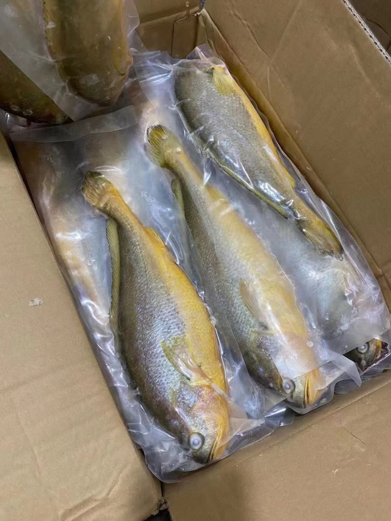 【推荐】天然活冻大黄花鱼，肉质鲜嫩，全国发货，诚信经营
