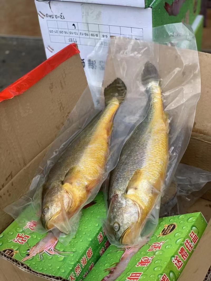 【推荐】天然活冻大黄花鱼，肉质鲜嫩，全国发货，诚信经营