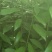 楠木苗