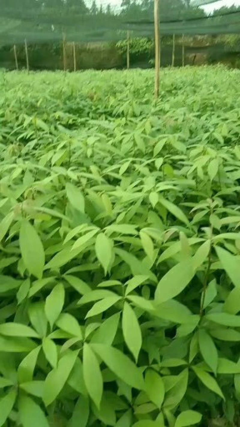 楠木苗