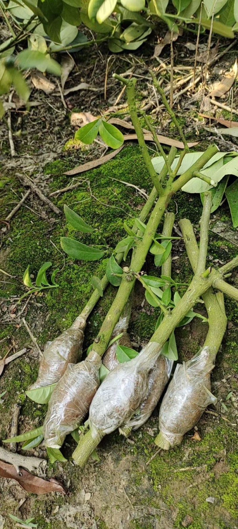 柠檬苗