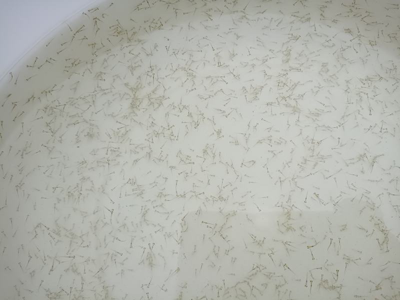草鱼水花四大家鱼水花