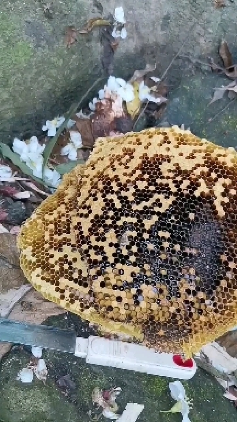 海南白沙野生土蜂蜜