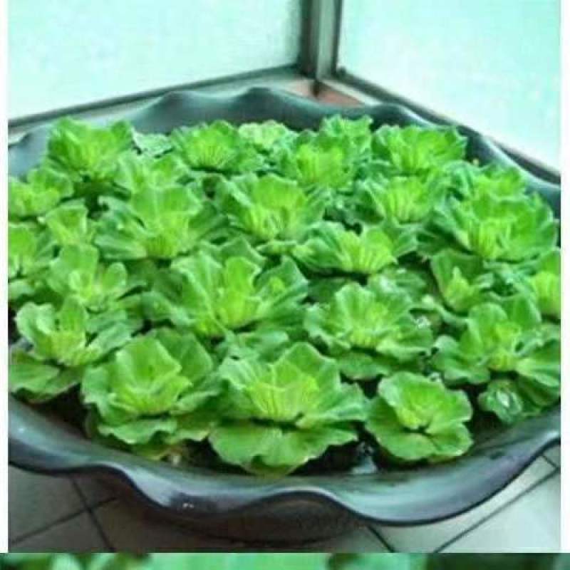 广西水芙蓉，全国包邮，一件代发，大量有货