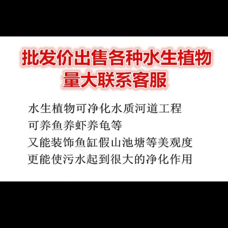 广西水芙蓉，全国包邮，一件代发，大量有货