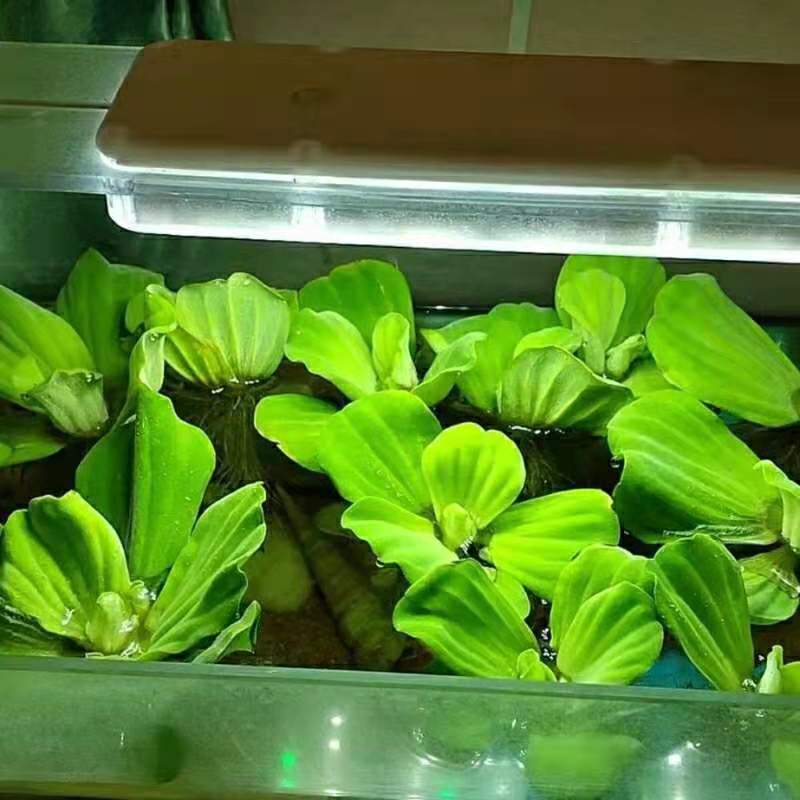 广西水芙蓉，全国包邮，一件代发，大量有货
