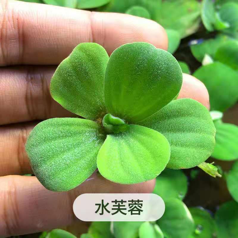 广西水芙蓉，全国包邮，一件代发，大量有货