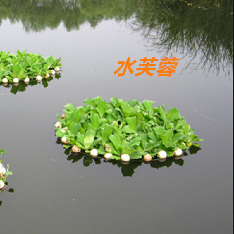 广西水芙蓉，全国包邮，一件代发，大量有货