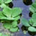 广西水芙蓉，全国包邮，一件代发，大量有货