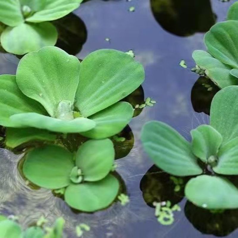广西水芙蓉，全国包邮，一件代发，大量有货
