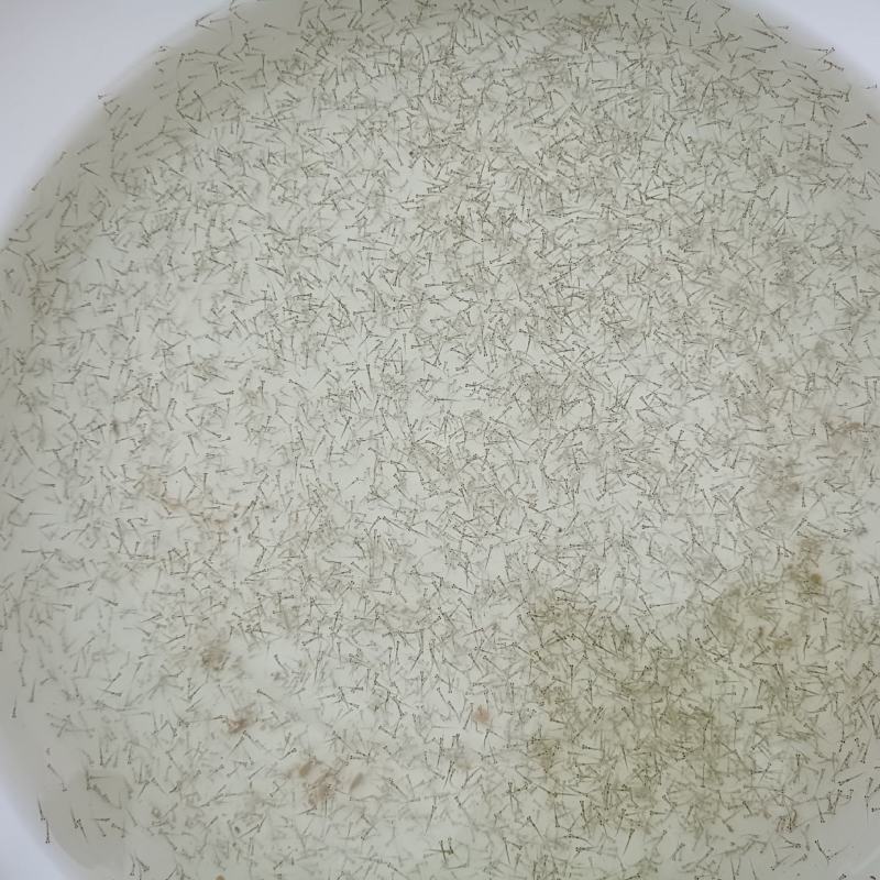 花白鲢