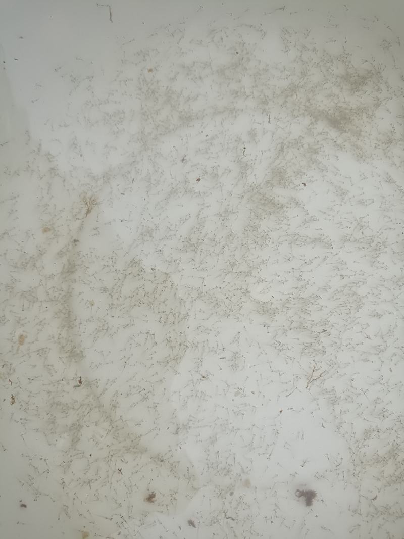 花白鲢