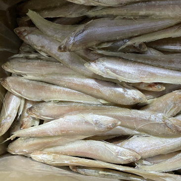 8斤泡沫箱毛刀鱼