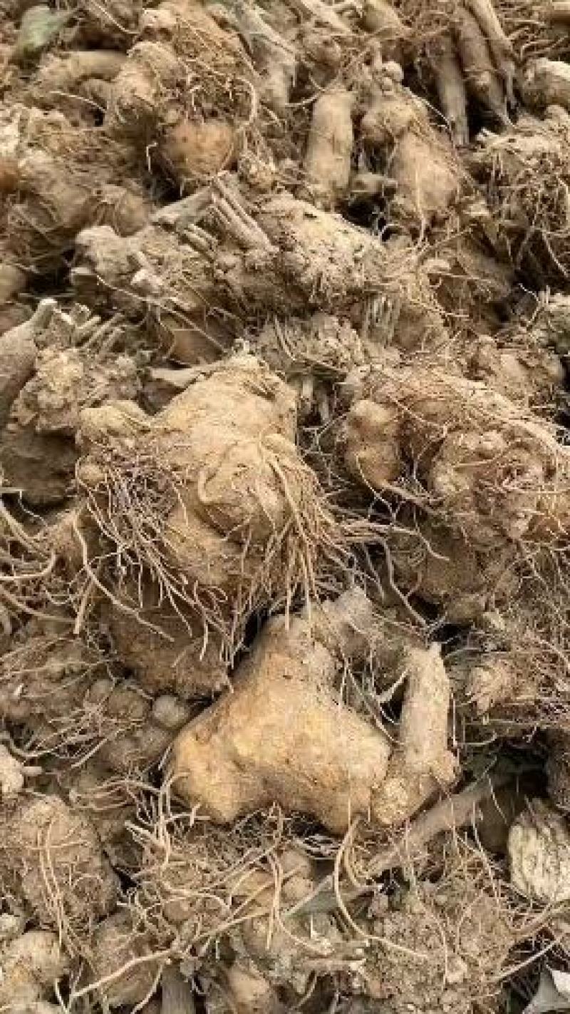 产自安徽亳州，货源充足，白术个子干货，统货。