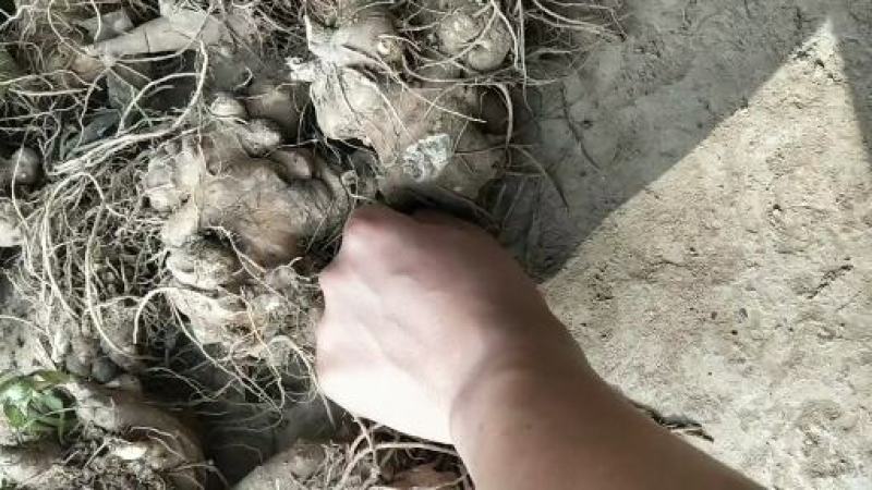 产自安徽亳州，货源充足，白术个子干货，统货。