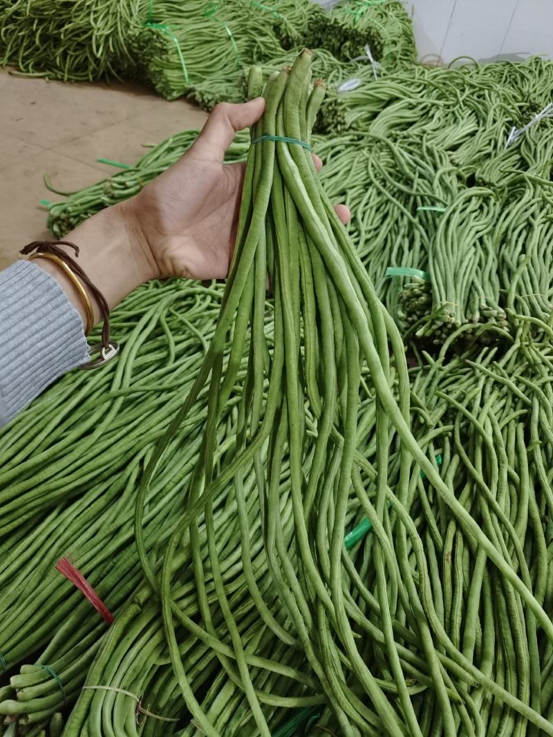 广东湛江徐闻县长豆角大量上市，