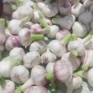 淮阳扒皮蒜大量出货