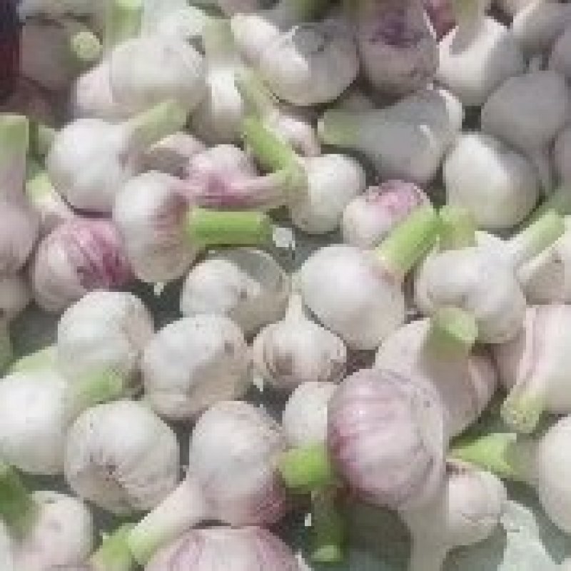 淮阳扒皮蒜大量出货