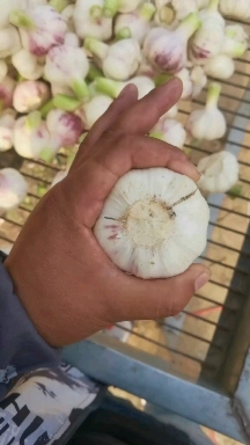 淮阳扒皮蒜大量出货