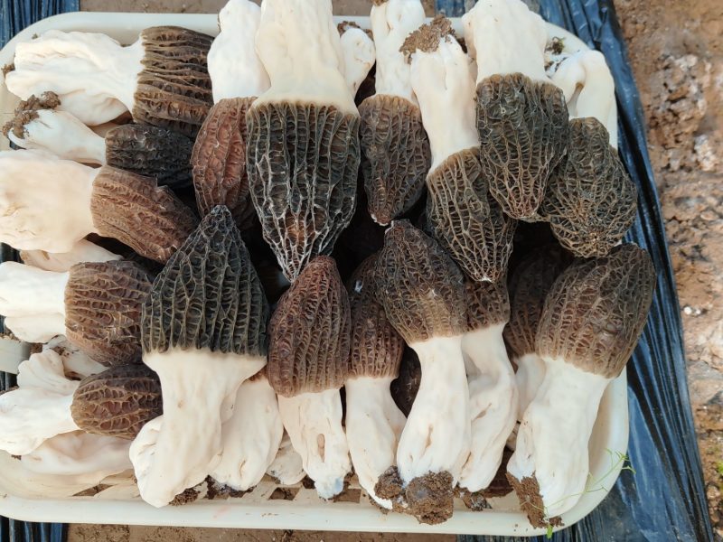 羊肚菌液体菌种，直接大田播种，免去原种栽培种费用