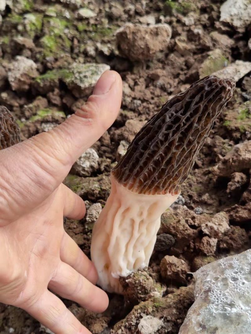 羊肚菌液体菌种，直接大田播种，免去原种栽培种费用