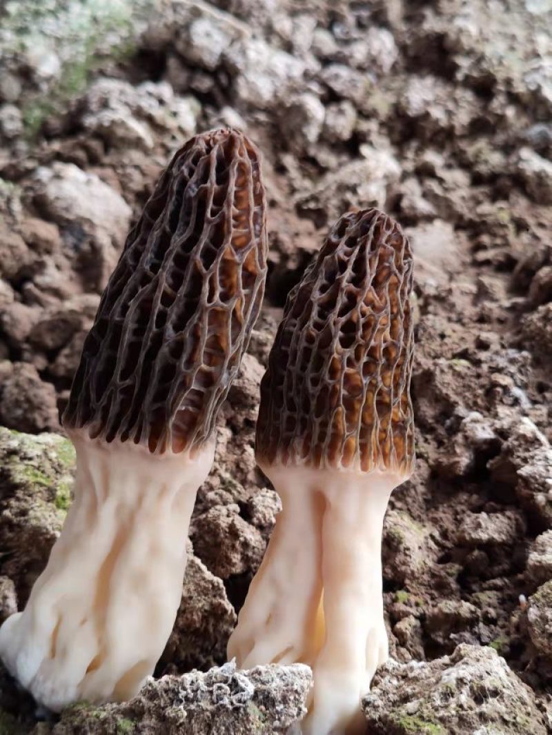 羊肚菌液体菌种，直接大田播种，免去原种栽培种费用