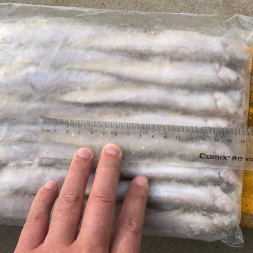 去肠毛刀鱼