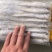 去肠毛刀鱼