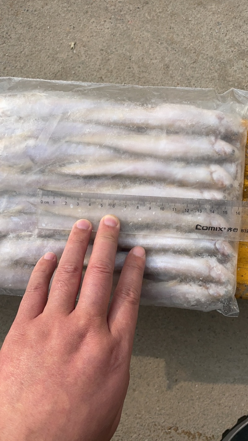 去肠毛刀鱼