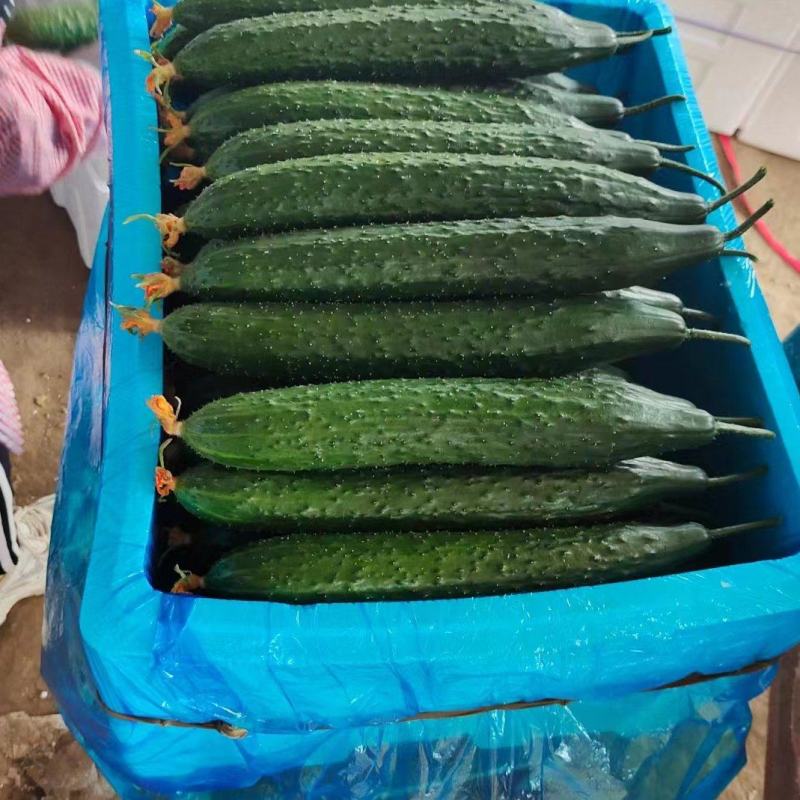 【油亮黄瓜】大量上市，质量保证，产地直发一手货源诚心经营