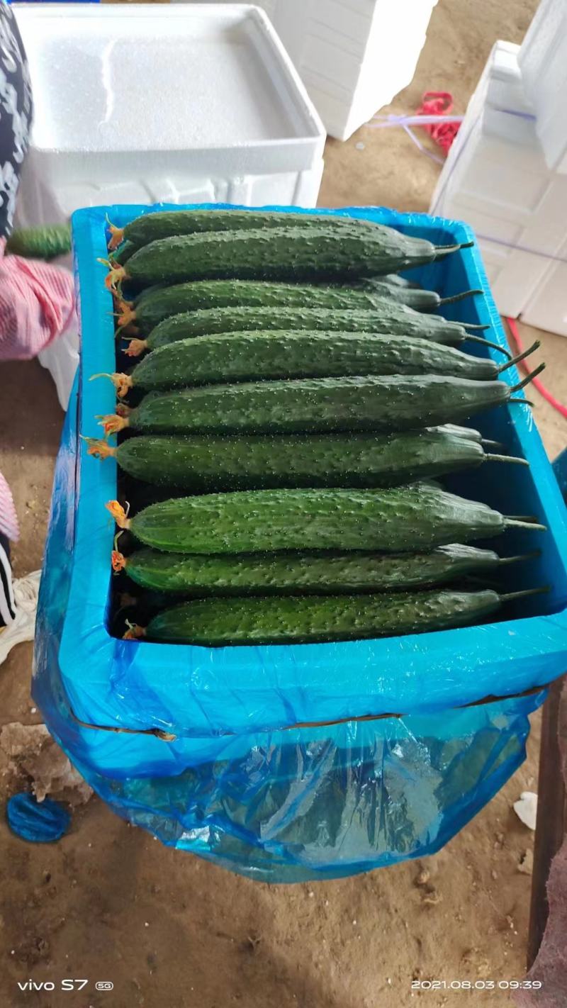 【油亮黄瓜】大量上市，质量保证，产地直发一手货源诚心经营