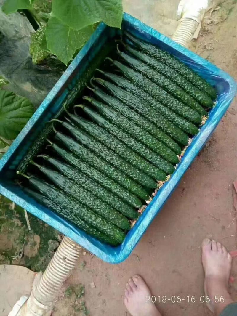 【油亮黄瓜】大量上市，质量保证，产地直发一手货源诚心经营