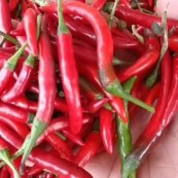 红小米椒辣椒青红朝天椒特辣