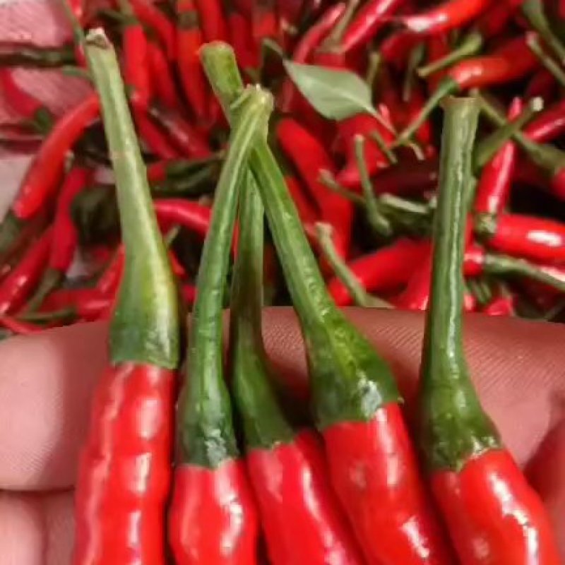 红小米椒辣椒青红朝天椒特辣