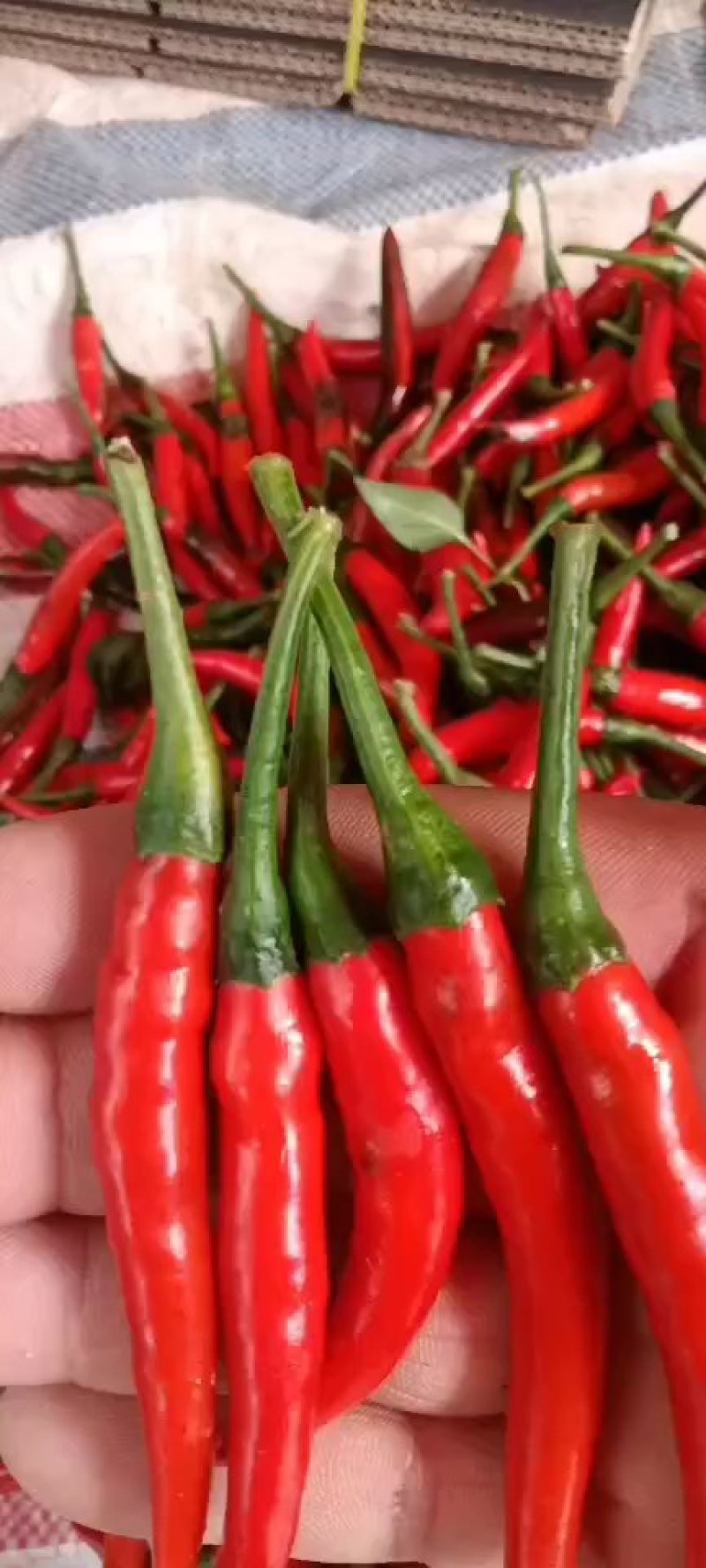 红小米椒辣椒青红朝天椒特辣