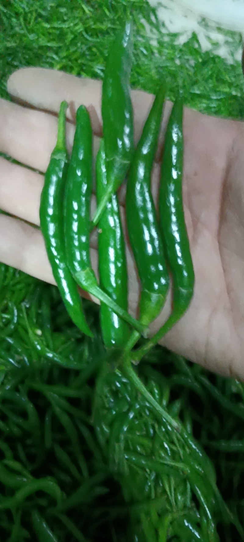 红小米椒辣椒青红朝天椒特辣