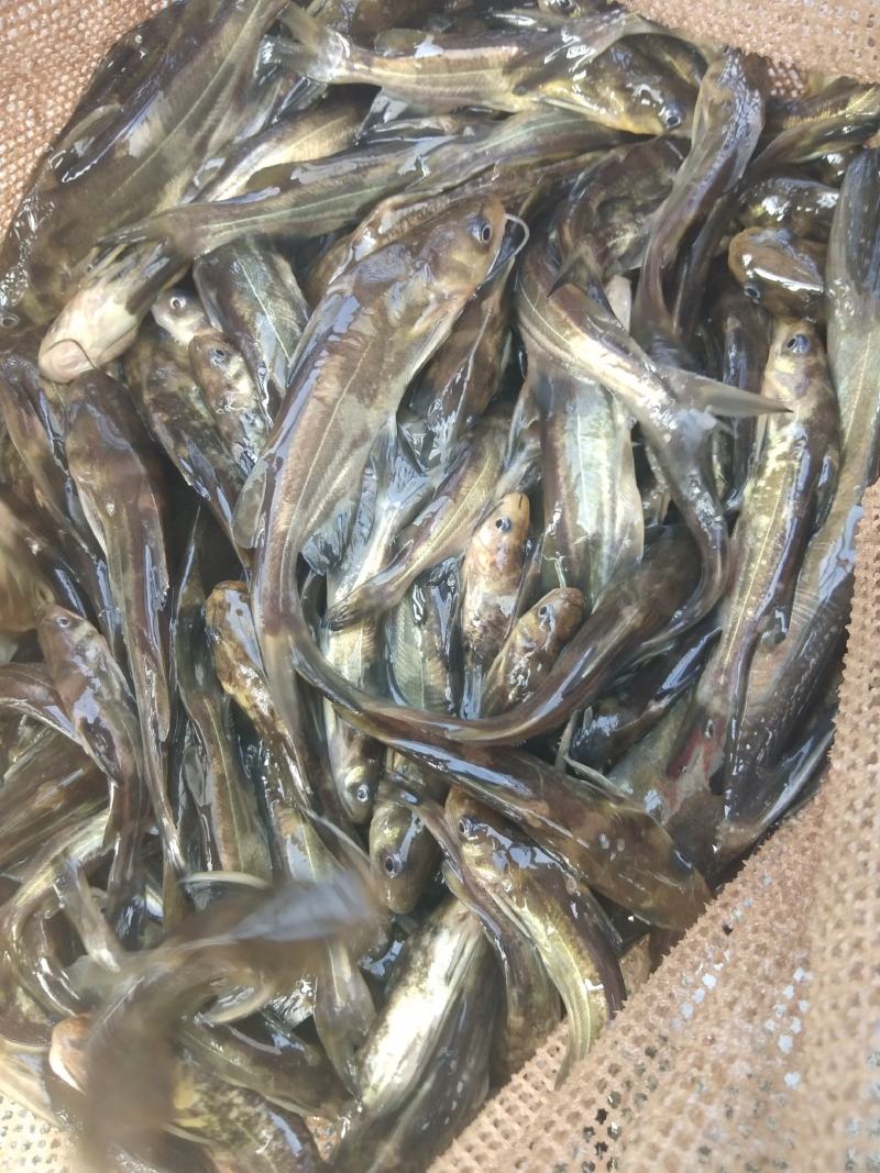 黄骨鱼苗，黄辣丁鱼苗，基地批发，技术免费指导，送鱼到塘