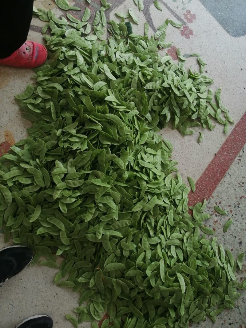 白扁豆，三山扁豆，大量上市，质量优良，对接全国客商