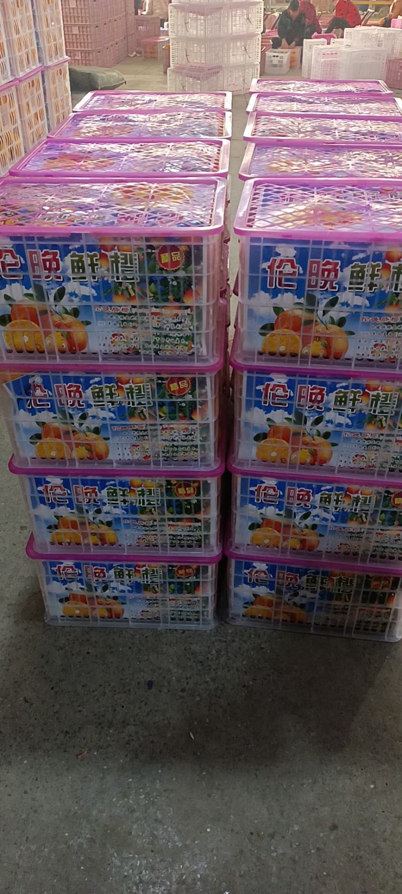 伦晚脐橙