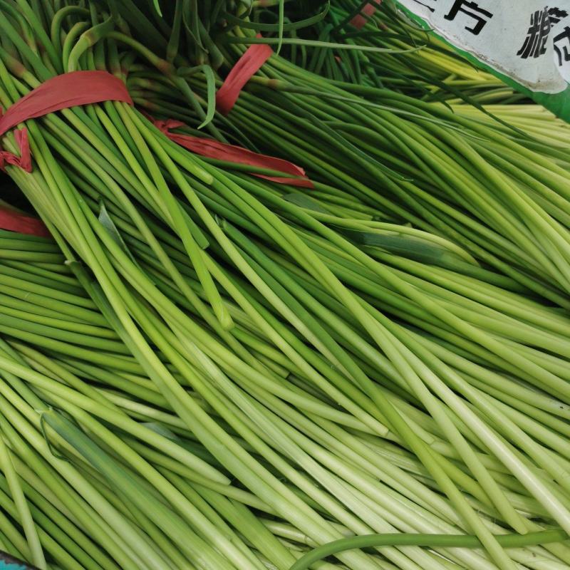 精品蒜苔大量有货要的老板联系了一手货源