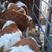西门塔尔牛，常年出售西门塔尔牛犊，200/400斤