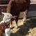 西门塔尔牛，常年出售西门塔尔牛犊，200/400斤