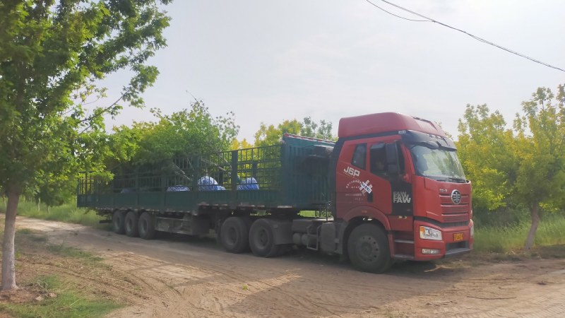 金叶复叶槭