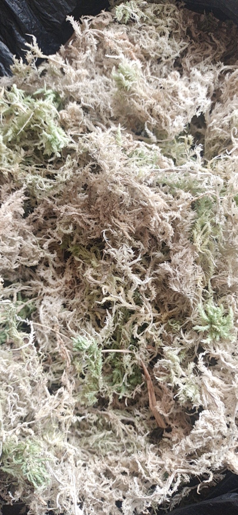 长年出售海花草《水苔》