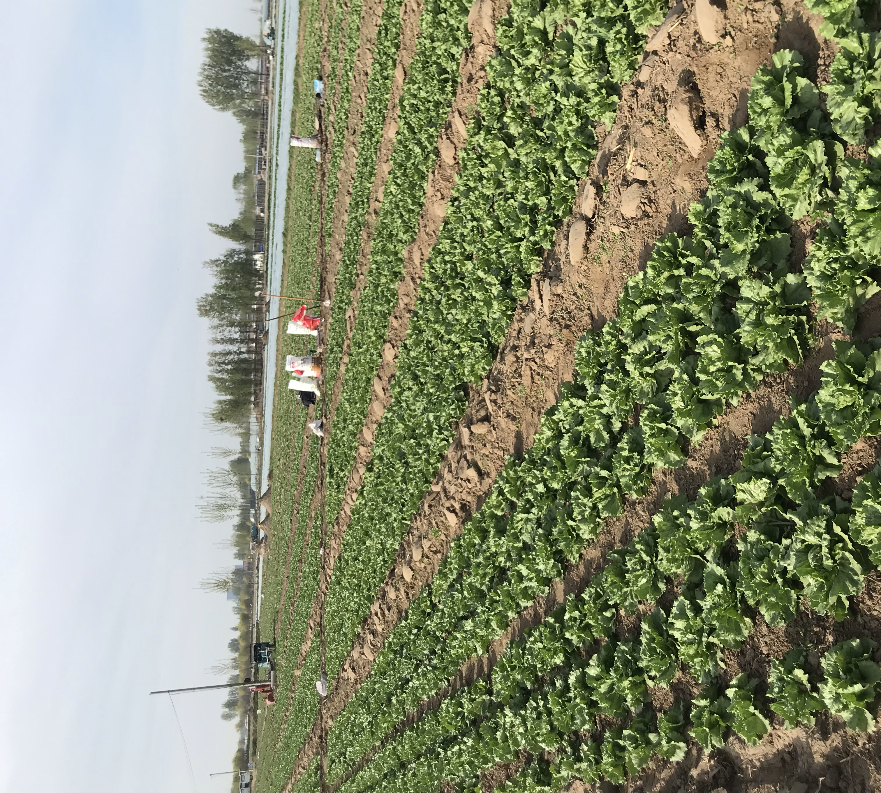 生菜田间管理与病虫害防治