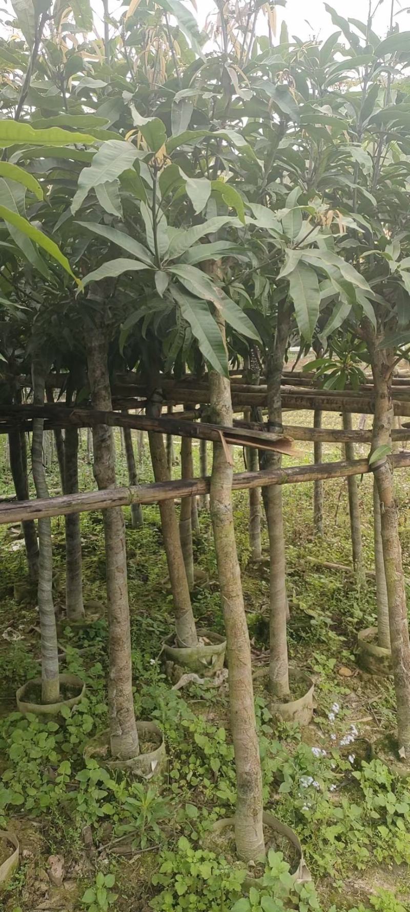 芒果绿化苗木
