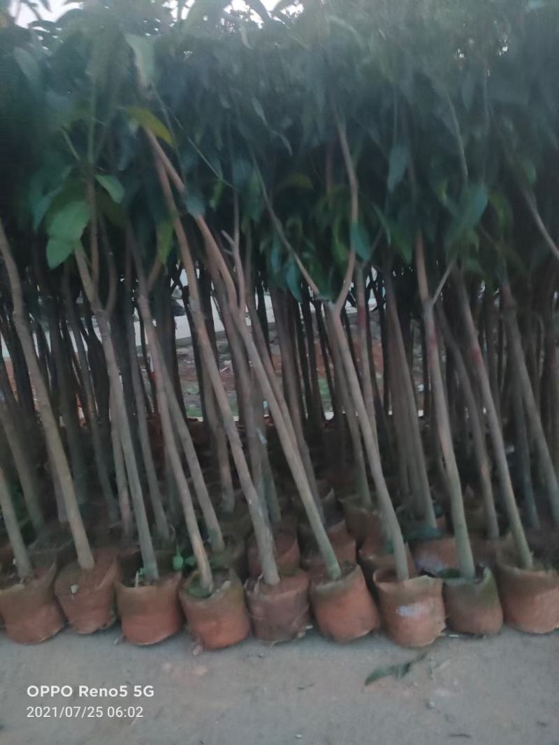 芒果绿化苗木